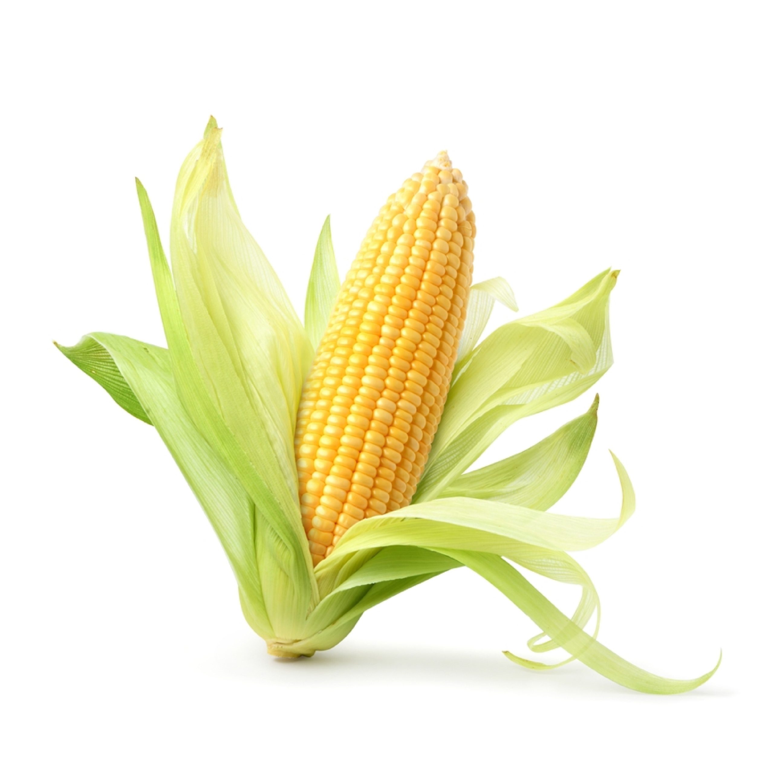 Yellow Corn-01