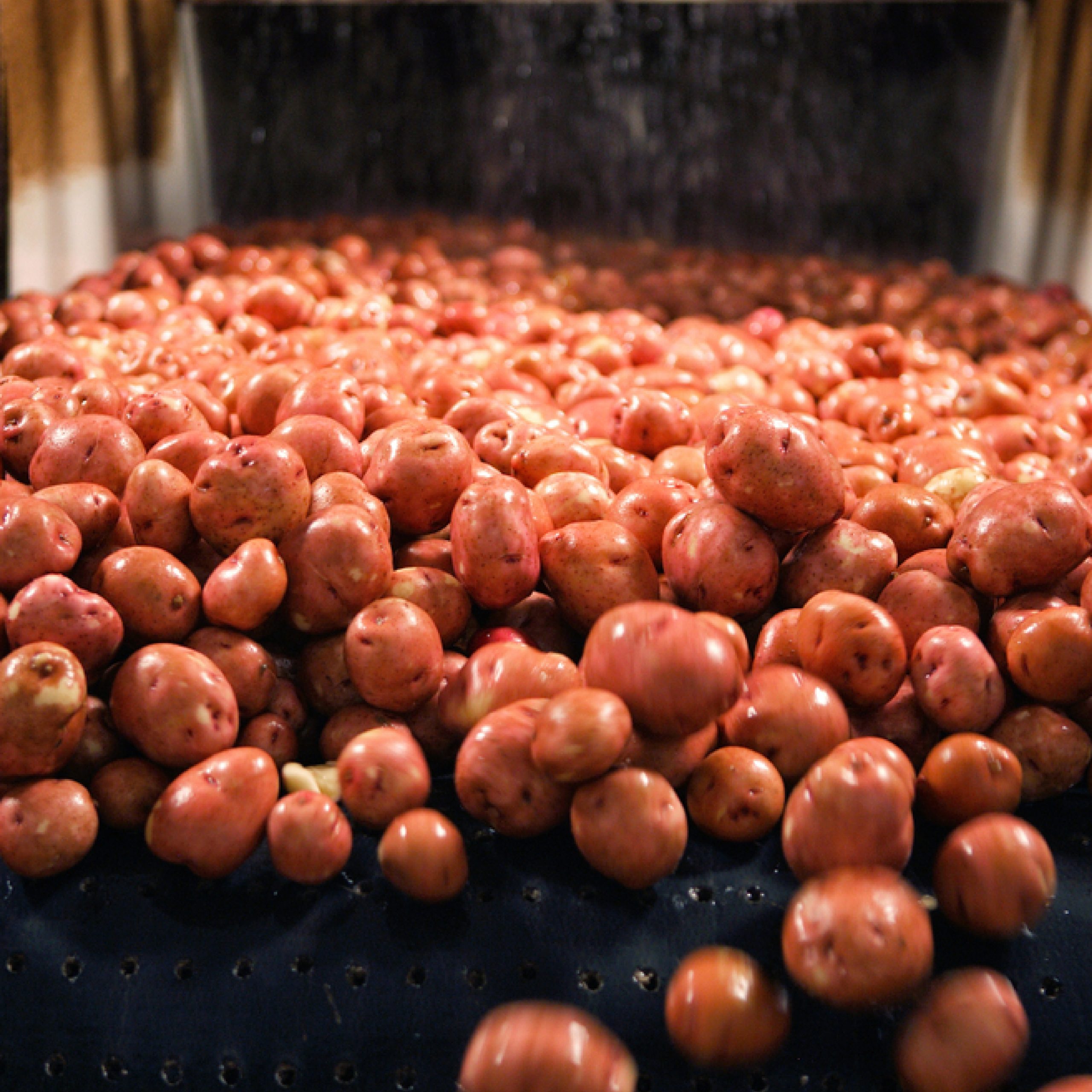 red Potato_Artboard 3