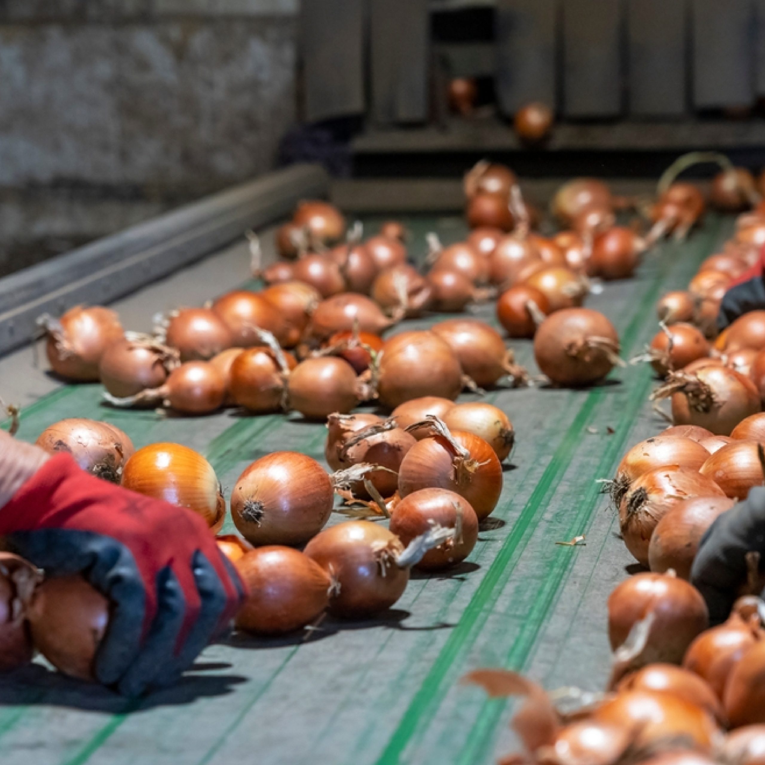 yellow Onions_Artboard 3